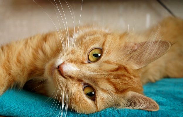 Ginger cat laying down contently on a blue blanket