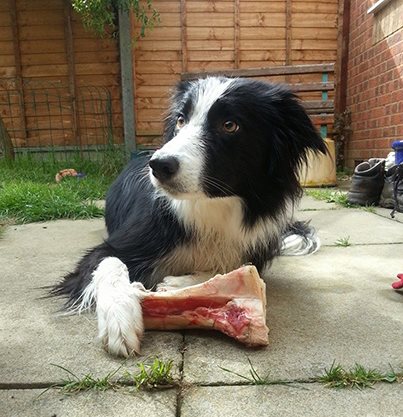 Border collie with raw meaty bone