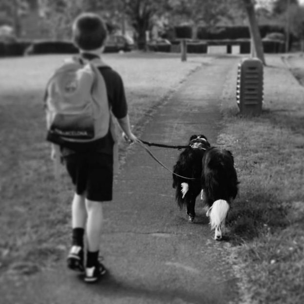 School boy walking two border collies