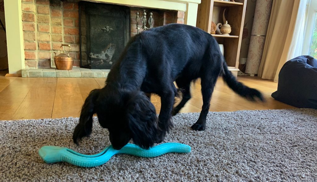 Dog eating food out of a food toy