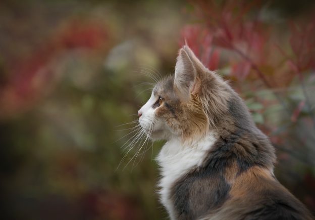 Cat sitting outside in a garden