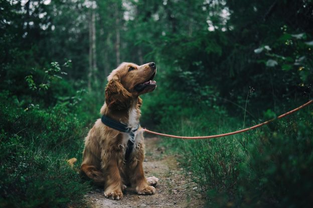 Dog being walked in a wood